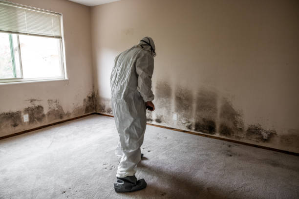 Best Mold Damage Restoration  in Crested Butte, CO